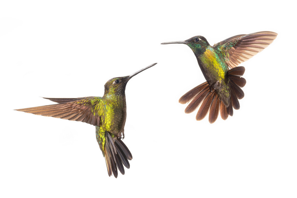 Flugkünstler | Andre Wandrei - Nature Artworx - Realisiert mit Pictrs.com