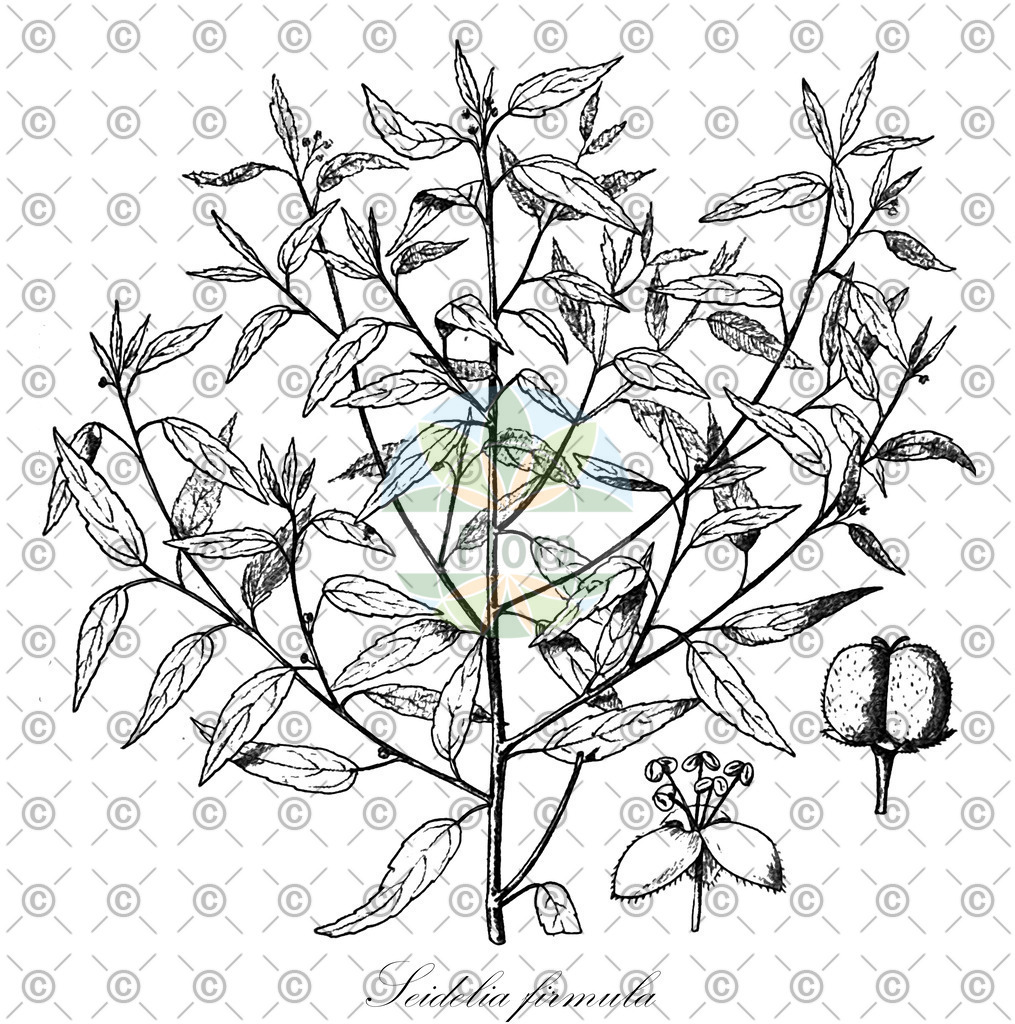 HistAbb_7PZCR_1_ENZY_Simple | Historische Abbildung von Seidelia firmula - Euphorbiaceae | Historical Illustration of Seidelia firmula - Euphorbiaceae