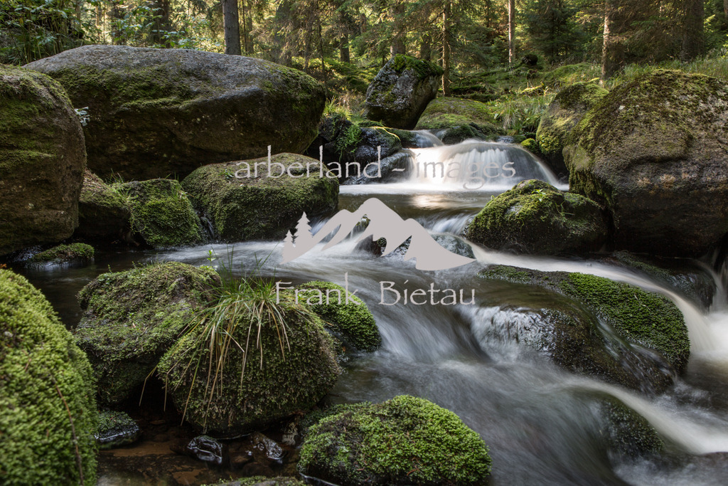 _Z5A1477 | naturbelassener Wasserlauf im Nationalpark