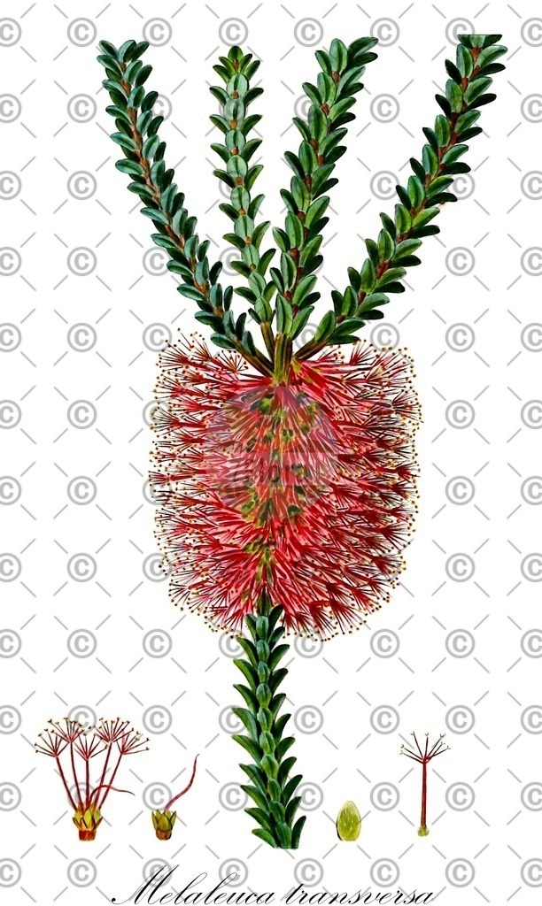 HistAbb_wfo-0000031493_2_ENZY_Simple | Historische Abbildung von Melaleuca transversa - Myrtaceae | Historical Illustration of Melaleuca transversa - Myrtaceae