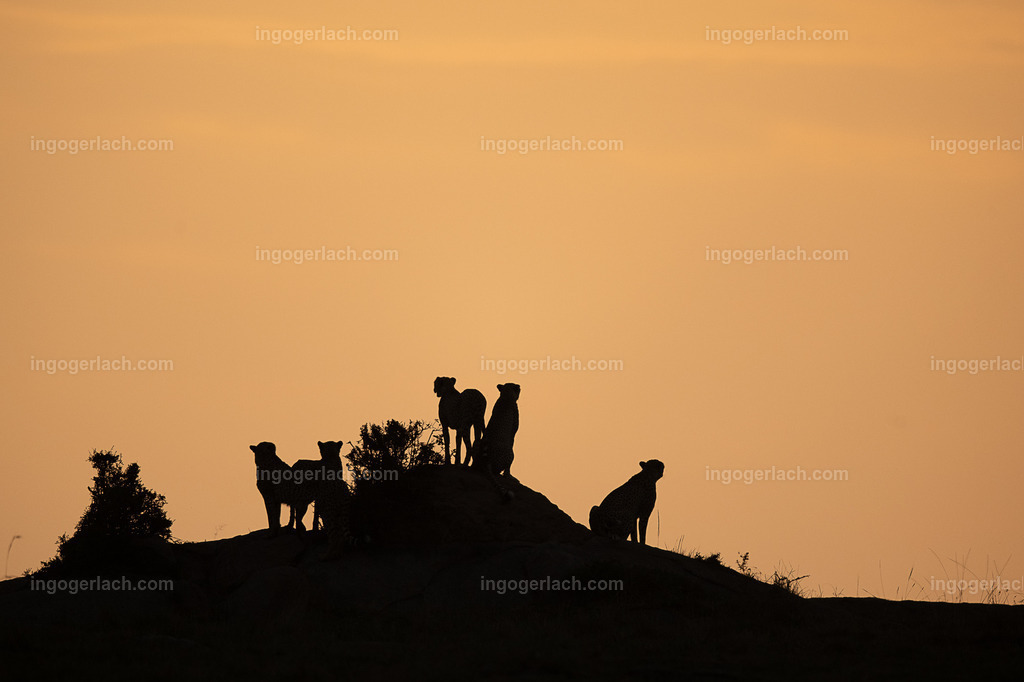Die Gepardenkoalition beim Sonnenuntergang | Die fünf Gepardenbrüder oder auch Gepardenkoalition genannt fotogen auf einem Hügel bei Sonnenuntergang
