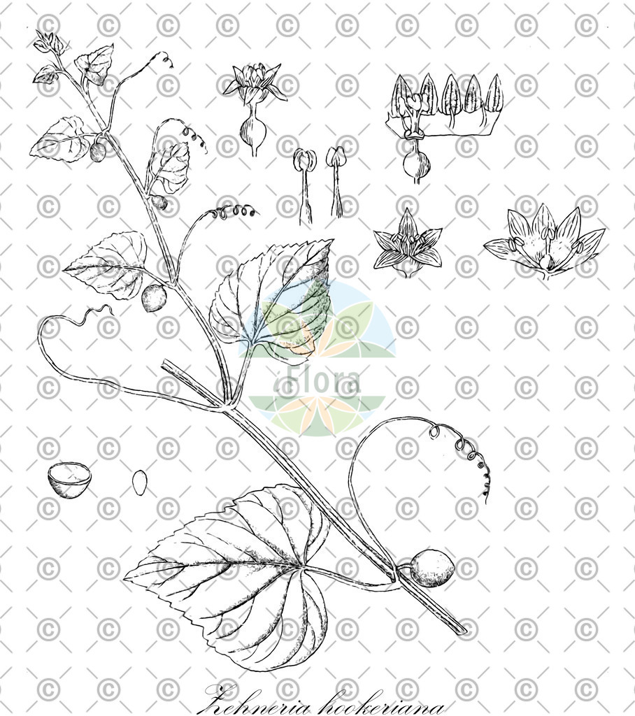 HistAbb_wfo-1200009715_1_ENZY_Simple | Historische Abbildung von Zehneria hookeriana - Cucurbitaceae | Historical Illustration of Zehneria hookeriana - Cucurbitaceae