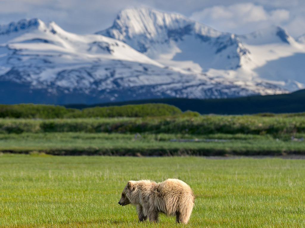 Alaska | Flug von Homer zu den Bärengebieten in Lake Clark NP und Katmai NP.  Schauplatz hier: Katmai. - Realisiert mit Pictrs.com