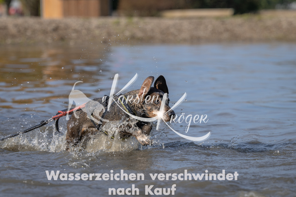 1055_ZZ90511 | kk-dogfotos