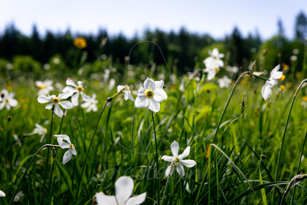 Narzissenblüte Lunz am See | Bei Veröffentlichung des Bildes ist eine Namensnennung wie folgt erforderlich: 
Foto: Mostdirn Irmgard Wieser
 - Realisiert mit Pictrs.com