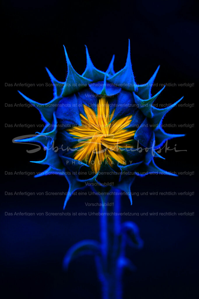 Wandbild Sonnenblumenliebe No. 04 | Sonnenblume einmal anders - Realisiert mit Pictrs.com