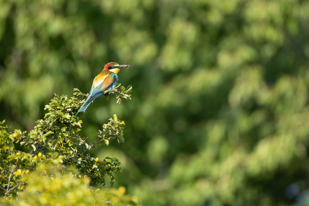 Der Bienenfresser | Der Bienenfresser ist zweifellos einer der auffälligsten und farbenprächtigsten Vögel Europas, der durch sein exotisches Aussehen an Vögel aus tropischen Regionen erinnert. Er gehört zur Familie der Bienenfresser (Meropidae), von denen er die einzige Art ist, die regelmäßig in Europa brütet. - Realisiert mit Pictrs.com