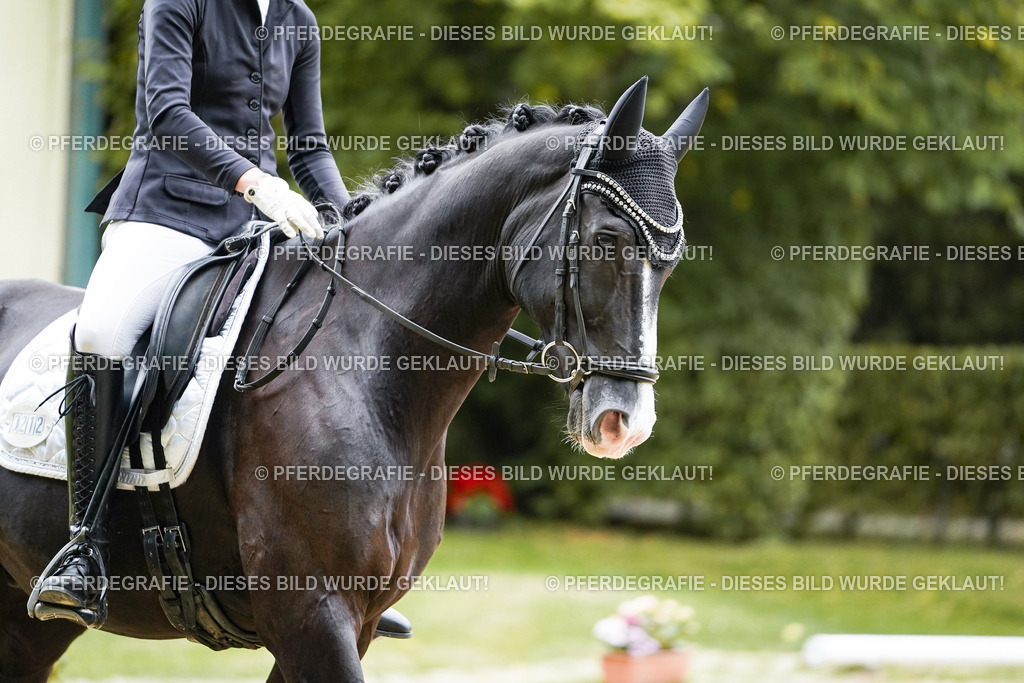 DSC09756 | Pferdegrafie