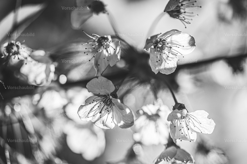 Fotoatelier Christian Hofmeister | Stadtlandschaften, sowie Makro-, Landschafts-, Natur- und Schwarzweißfotos aus der Region Celle &amp; Umgebung