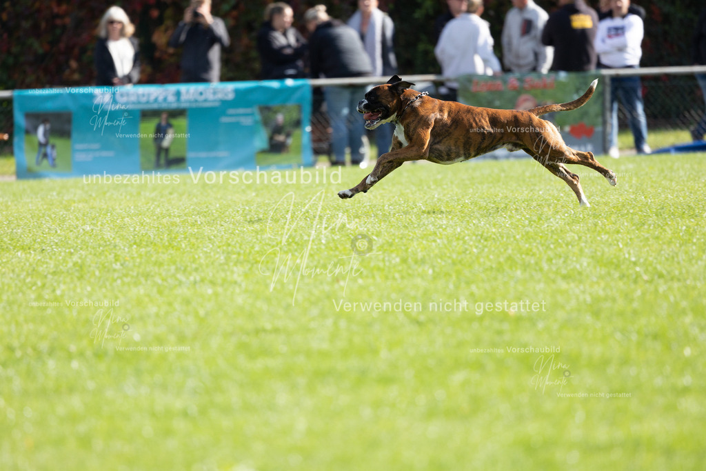 _16A5291 | Einzigartige Fotos von Hunden & Menschen –Actionfotos, Portraits, Vereinsaufnahmen & Paarshootings – authentisch, lebendig & mit Herz.