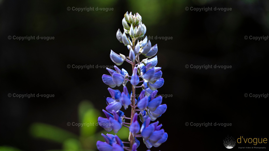 Rittersporn | d-vogue - Realisiert mit Pictrs.com