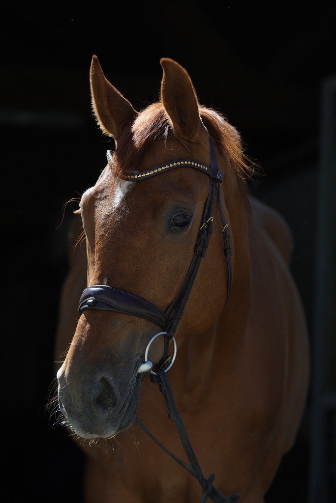 0P6A8930 | Willkommen bei Brunnmayr - Design & Fotografie – Ihrem Spezialisten für Reitturniere und Pferdeveranstaltungen in Oberösterreich, Salzburg und Bayern! Seit über 17 Jahren sind wir leidenschaftlich dabei.