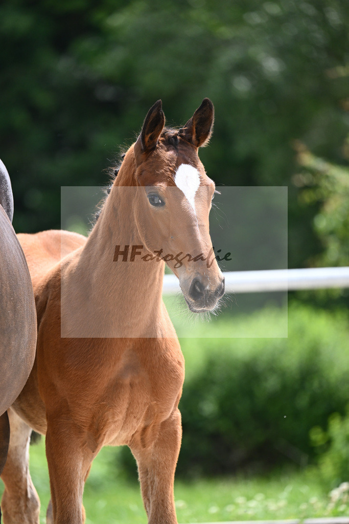 Viva Vitalis x Locksley III_SF_Ochs_20240461 | hf-fotografie - Realisiert mit Pictrs.com