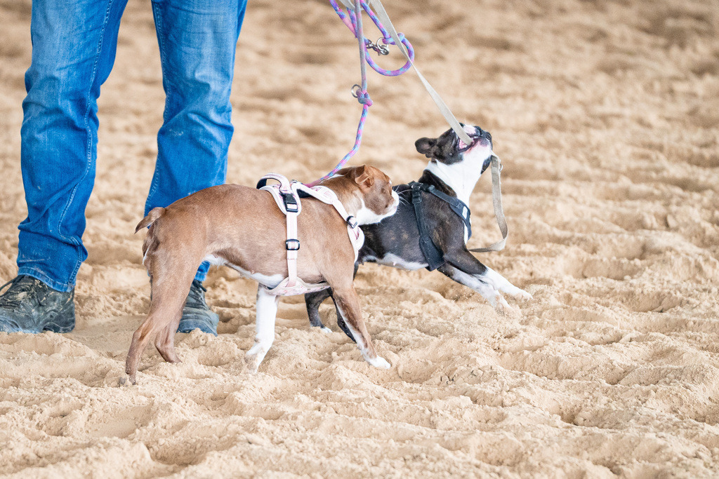 DSC09578 | Pferdegrafie