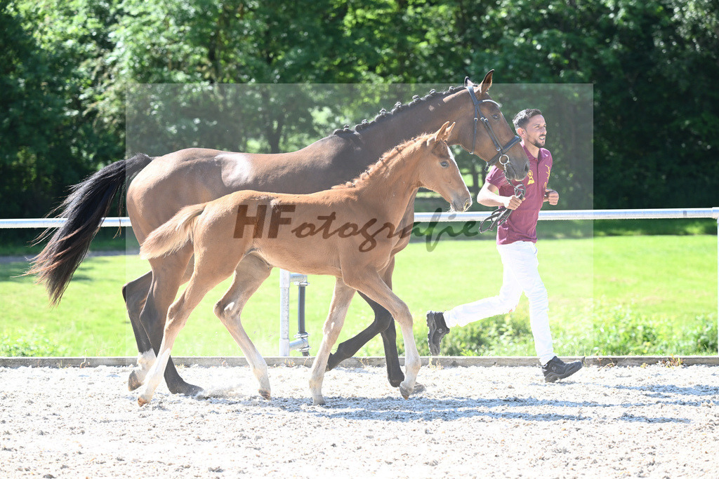 Kat-Nr. 2 SF Forlee_Foth_16230075 | hf-fotografie - Realisiert mit Pictrs.com