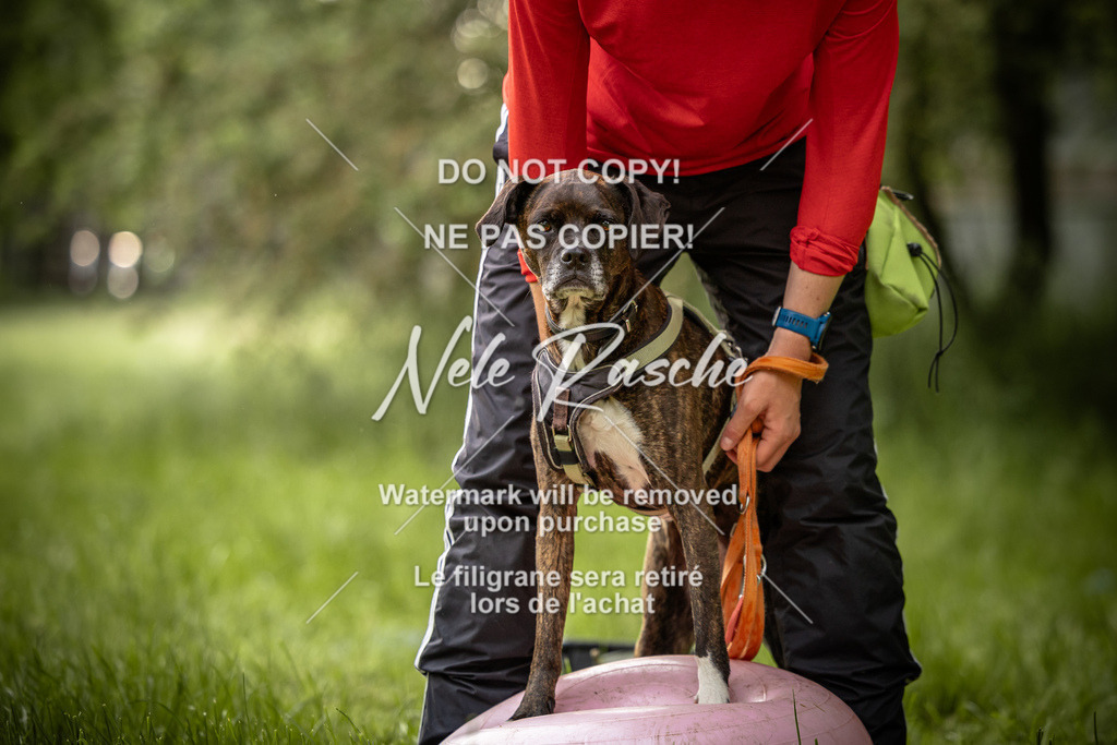 nelerasche_So-earlydog_90 | nelerasche