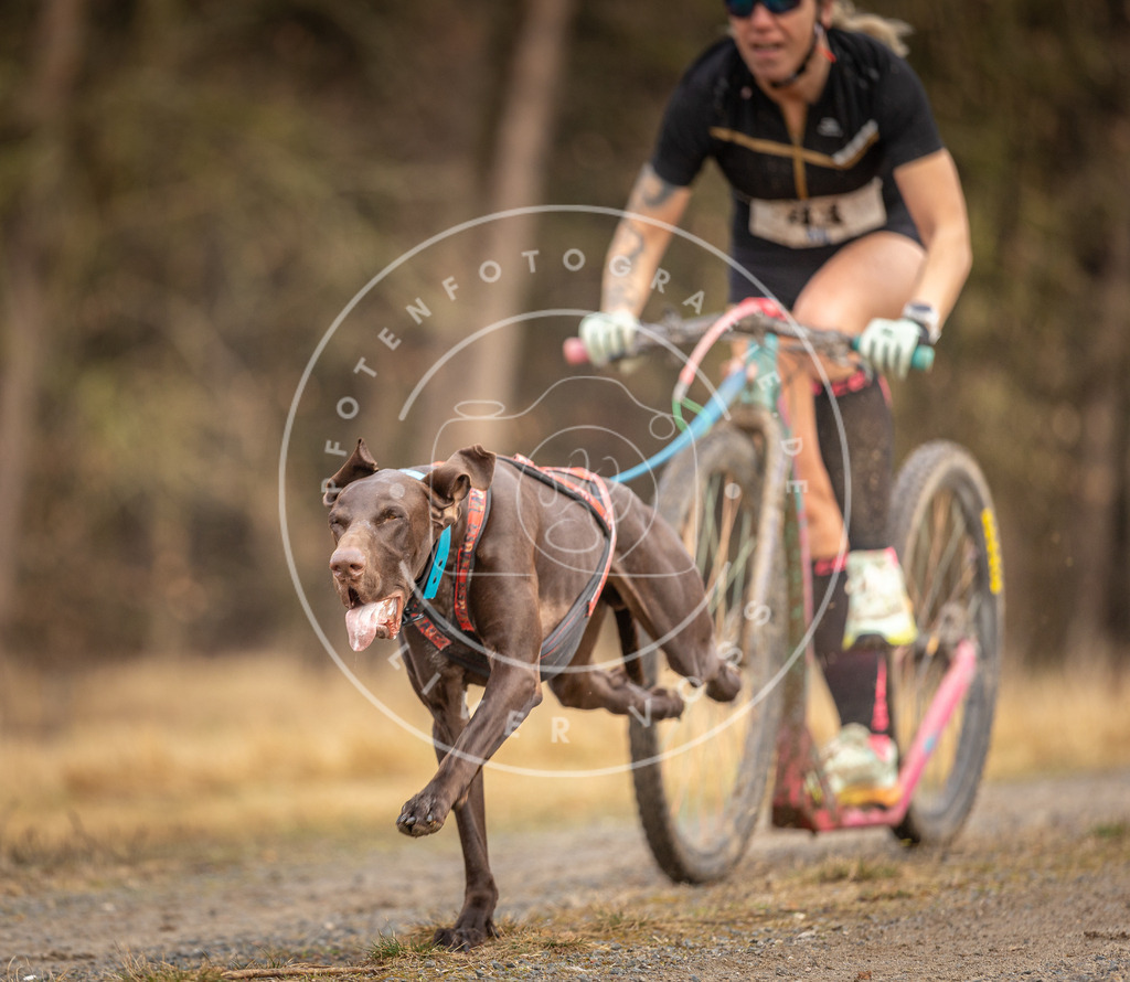 DV3A3379 | Hundefotografie, Tierfotograf, Pfotenfotografie, Fotoshooting Hund, Hunde Portrait, Hundesport, Hundeportraits, Heideshooting, Hunde, Sportfotograf, Hundefotograf, Turnierhundsport, THS,  - Realisiert mit Pictrs.com