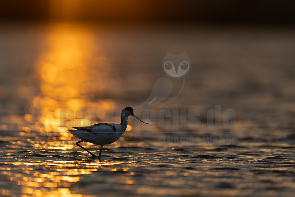R5M22340_20260521 | Ein Säbelschnäbler (Recurvirostra avosetta) ist im goldenen Licht des Sonnenuntergangs oder Sonnenaufgangs im flachen Wasser des Neusiedler Sees zu sehen. Das Licht spiegelt sich intensiv auf der Wasseroberfläche und erzeugt eine leuchtende, goldene Spur, die den Vogel teilweise als Silhouette erscheinen lässt. Der Vogel watet langsam durch das Wasser, wahrscheinlich auf Nahrungssuche. - Realisiert mit Pictrs.com