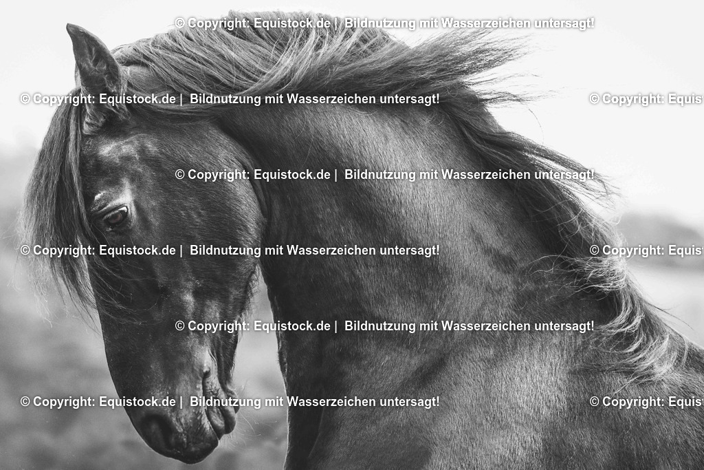 TS_20170204_Friese_Freilauf_0003 | Foto: Thomas Hartig