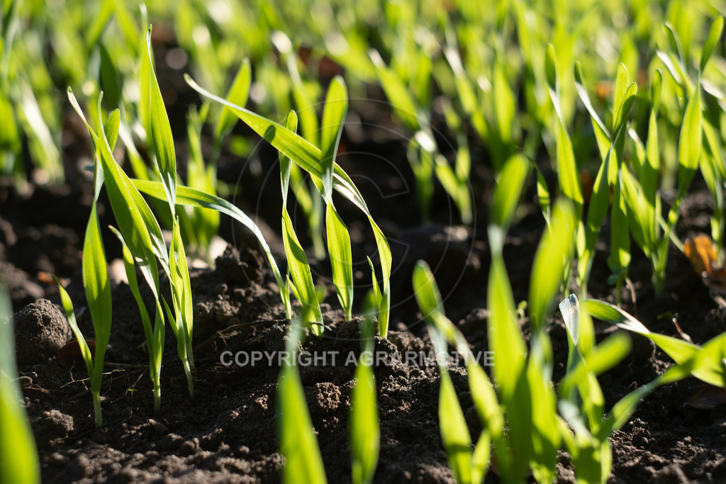 20221018-_DSF9418 | Heranwachsender Winterweizen im Herbst - Realisiert mit Pictrs.com