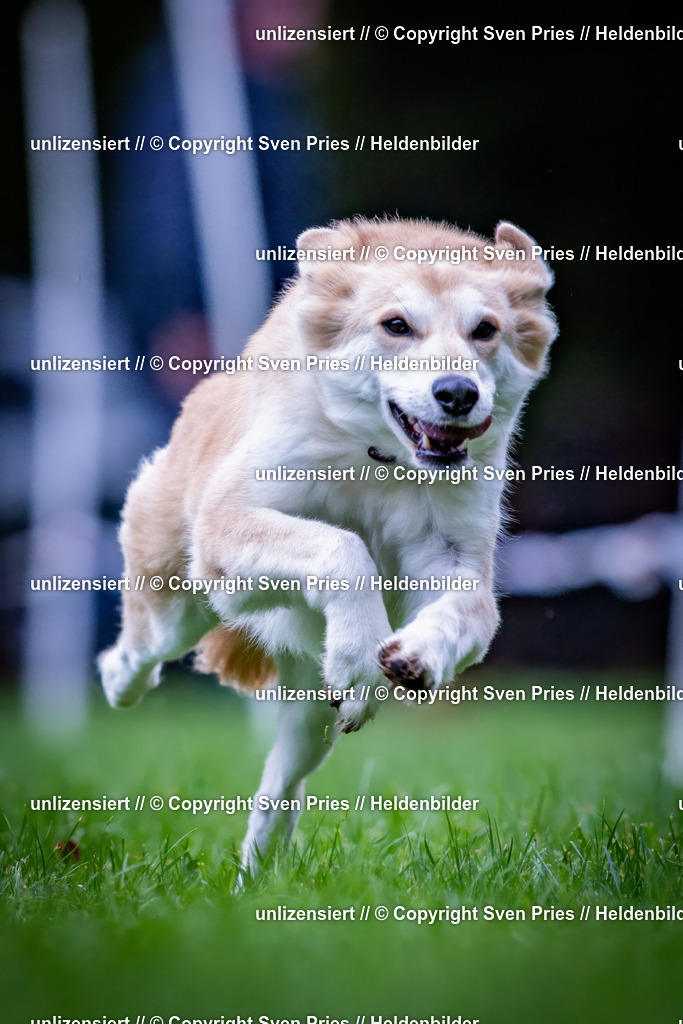 Sven Pries | 2024-10-19 - Hunderennen Ober-Grombach - Realisiert mit Pictrs.com