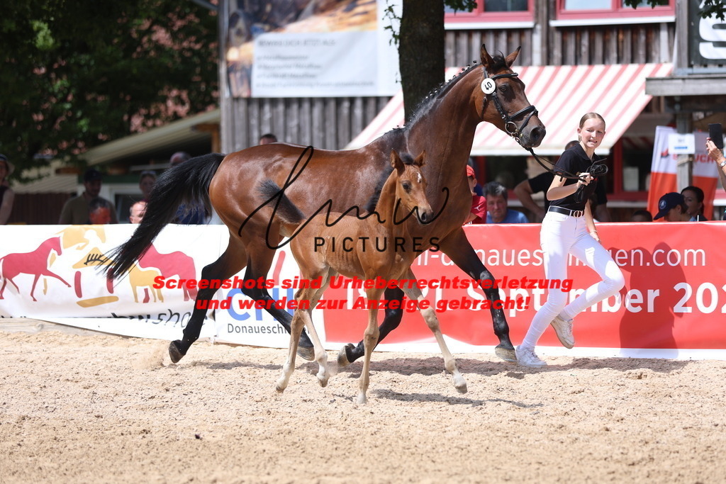 Fohlenschau_Schwäbisch_Hall_springbetonte_Fohlen_KN 40_11 | lmwpictures - Realisiert mit Pictrs.com