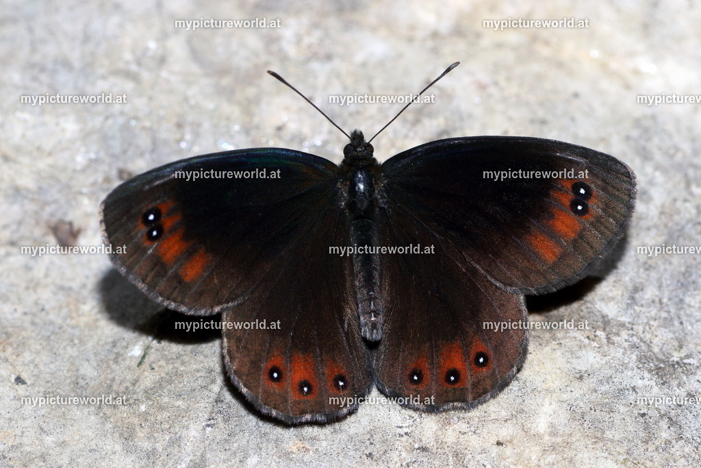 Erebia styx-007 | Das Bilderarchiv über Tiere, Planzen und Landschaften. In der Bilddatenbank finden Sie ein große Auswahl an hochwertigen Bilder für Ihre Werbung - Realisiert mit Pictrs.com