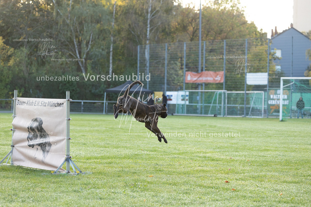 _16A5947 | Einzigartige Fotos von Hunden & Menschen –Actionfotos, Portraits, Vereinsaufnahmen & Paarshootings – authentisch, lebendig & mit Herz.