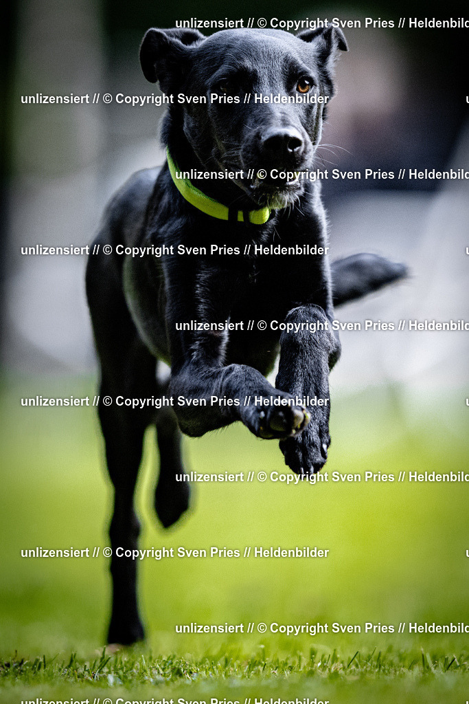 Sven Pries | 2025-10-03 - Hunderennen Obergrombach - Realisiert mit Pictrs.com