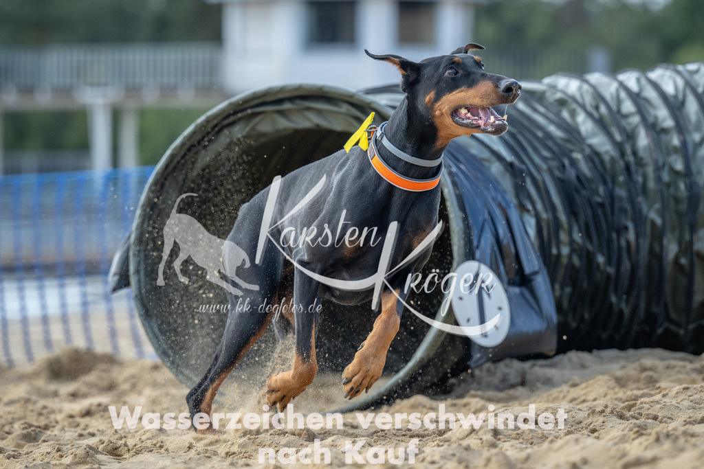1542_ZZ92368 | kk-dogfotos
