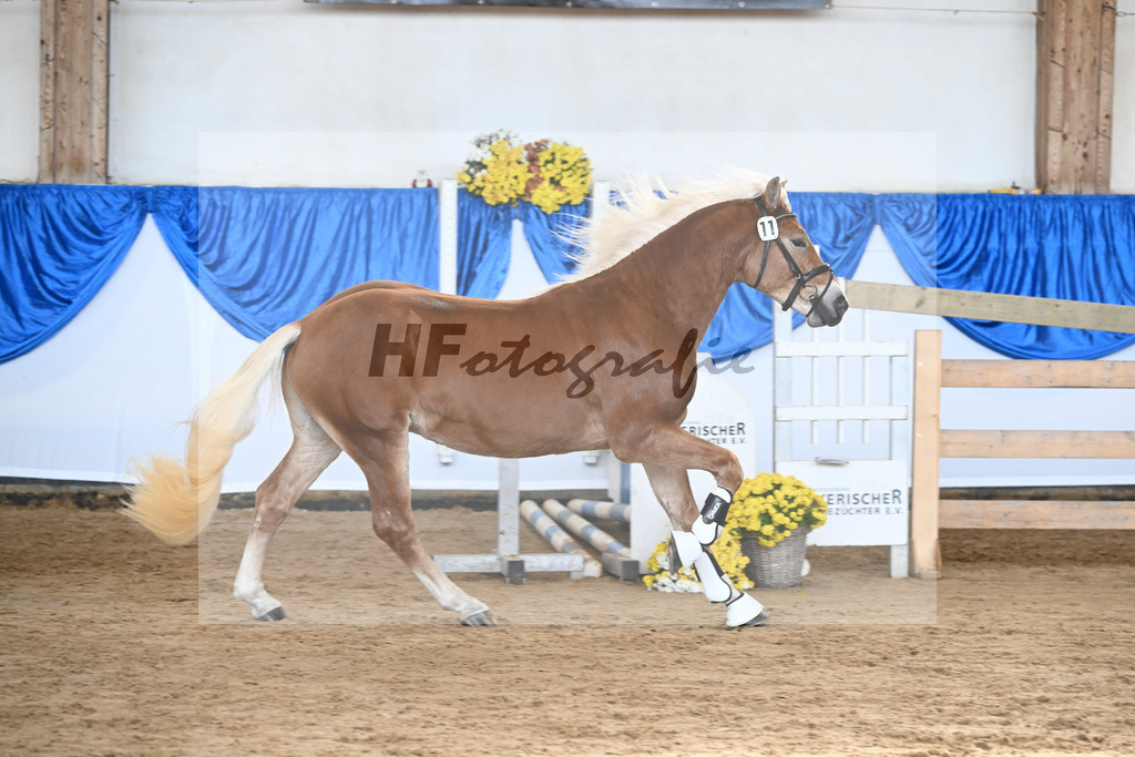 Kat-Nr. 11 nn v. Nordkerl_Nonn_48250230 | hf-fotografie - Realisiert mit Pictrs.com