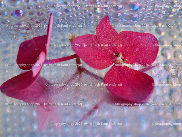 titusgraphy_P9238598-vz-ln | titusgraphy-shop: Geschenkideen mit Qualitätsfotos. titusgraphy-shop: gift ideas with quality photos. titusgraphy-shop: idées cadeaux avec photos de qualité.  - Realisiert mit Pictrs.com