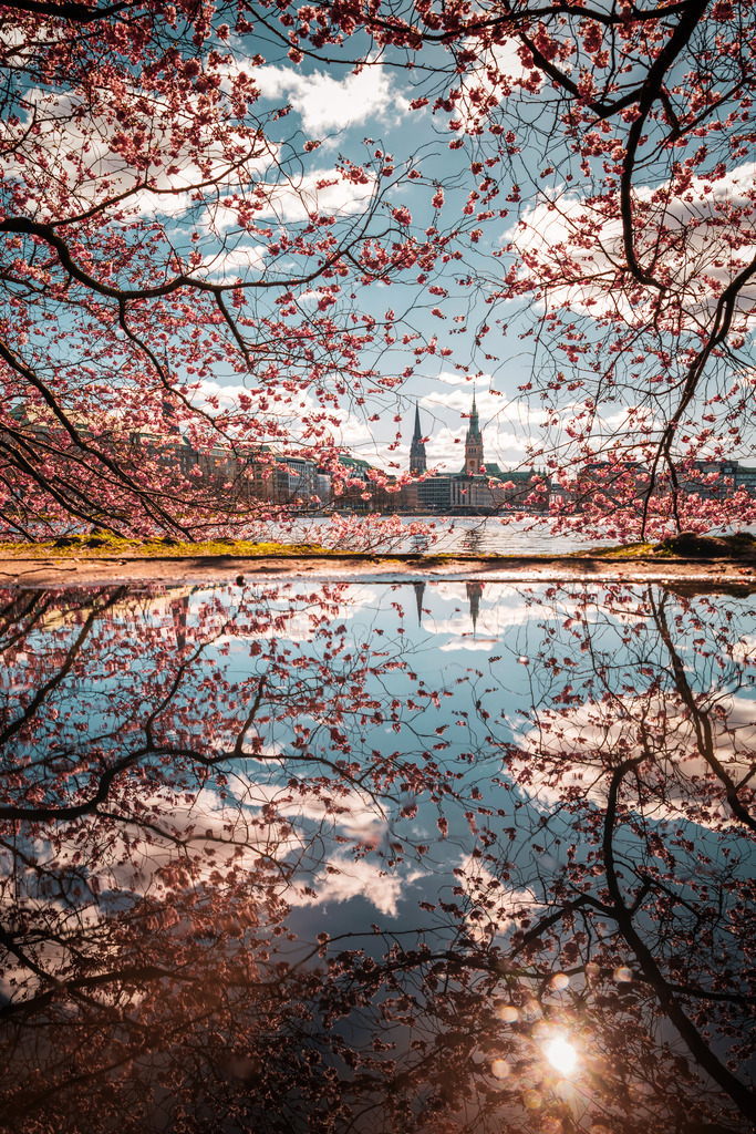 10230406 - Kirschblütenmeer II | Die Kirschblüten an der Binnenalster mit einer besonders eindrucksvollen Pfützen-Spiegelung.