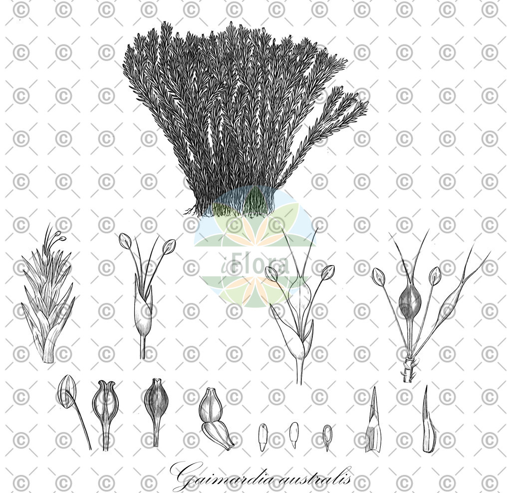 HistAbb_wfo-1000040320_1_ENZY_Simple | Historische Abbildung von Gaimardia australis - Restionaceae | Historical Illustration of Gaimardia australis - Restionaceae