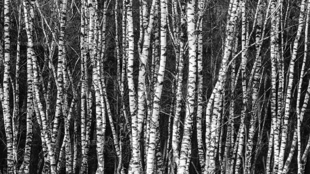 DSCF0663iridient | invaluablemoments.com - Realisiert mit Pictrs.com