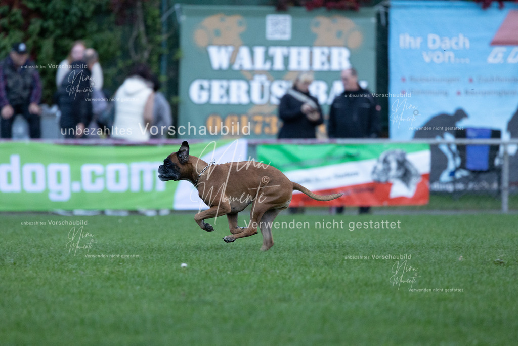 _16A4738 | Einzigartige Fotos von Hunden & Menschen –Actionfotos, Portraits, Vereinsaufnahmen & Paarshootings – authentisch, lebendig & mit Herz.