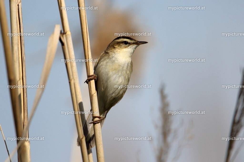 Schilfrohrsänger-017 | Das Bilderarchiv über Tiere, Planzen und Landschaften. In der Bilddatenbank finden Sie ein große Auswahl an hochwertigen Bilder für Ihre Werbung - Realisiert mit Pictrs.com