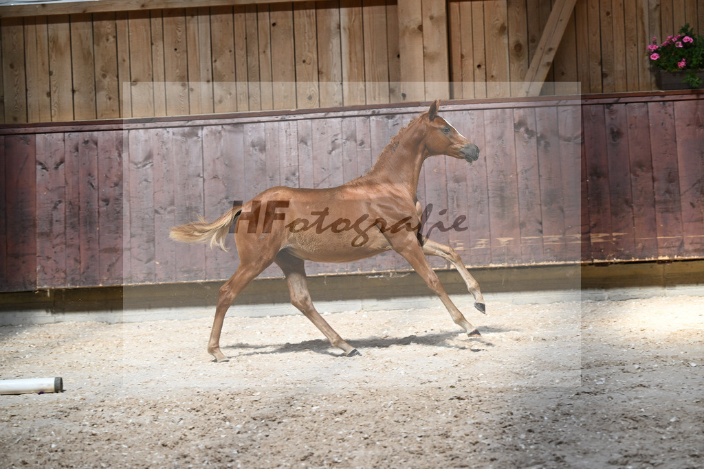 Kat-Nr. 2 SF Opoque x Faustinus_Dobner_32240064 | hf-fotografie - Realizzato con Pictrs.com