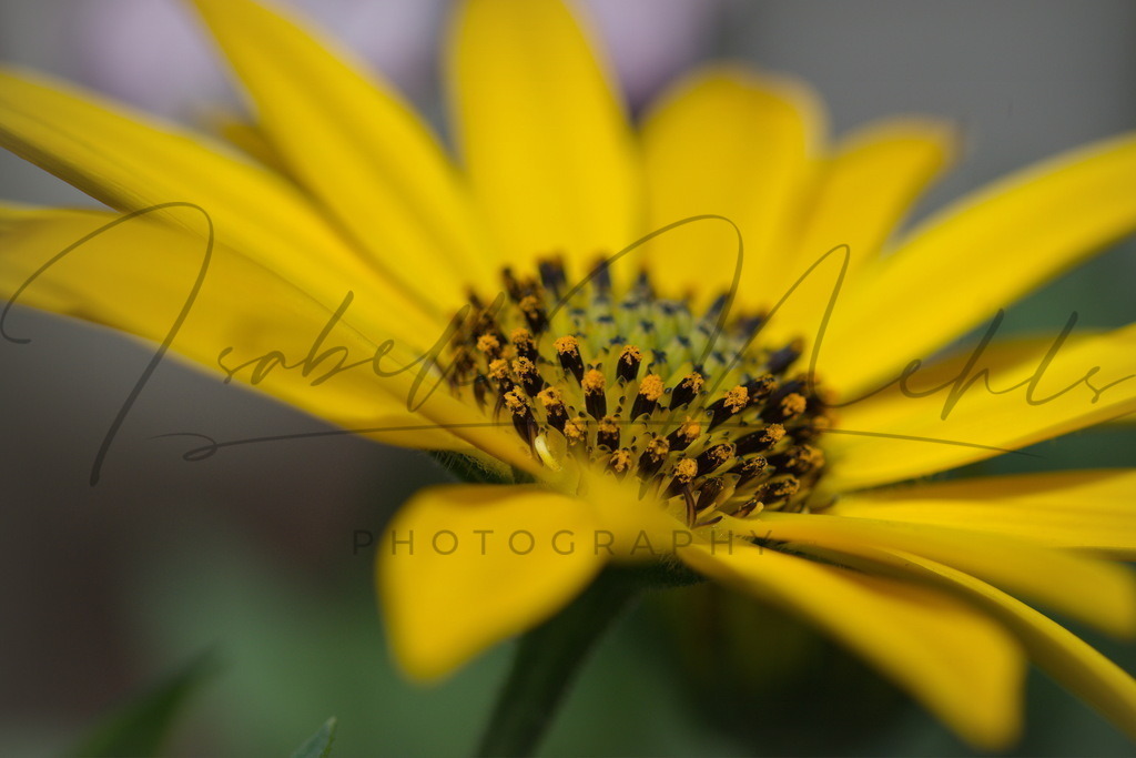 076_Blume | i-n-photography - Realisiert mit Pictrs.com