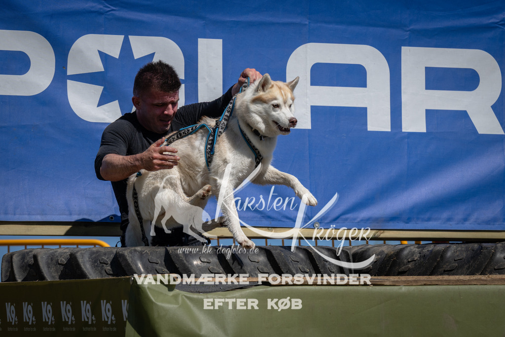 1243_ZZ96388 | kk-dogfotos