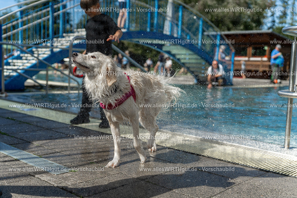 Hundeschwimmen_Volksbad_2026-allesWIRTHgut_Tierfotografie-2609061216-112606-7R509997 | Professionelle Tierfotografie in Mönchengladbach von Daniel Wirth (allesWIRTHgut). Liebevolle & natürliche Bilder von Hunden & Katzen für unvergessliche Erinnerungen.