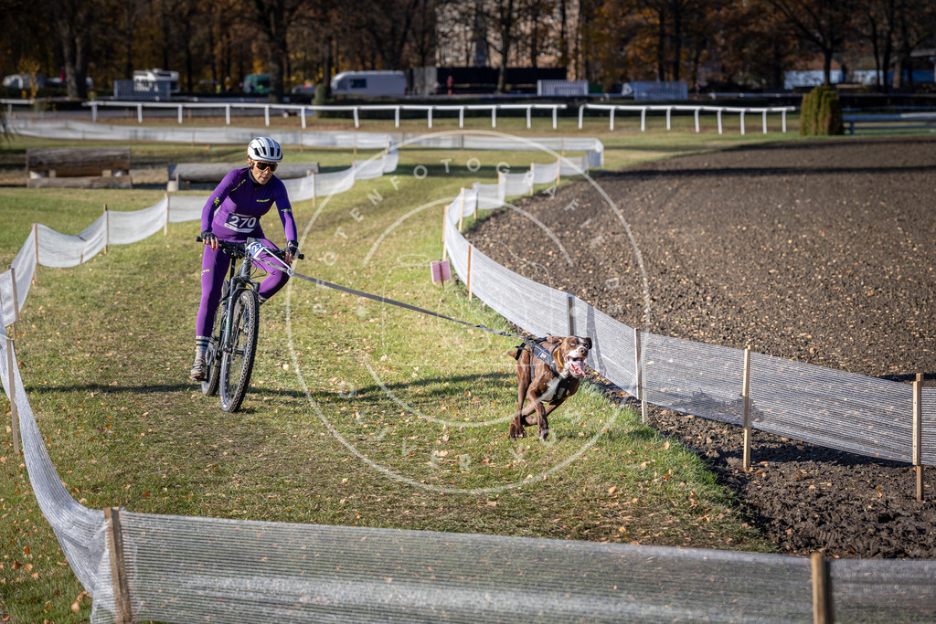 CaniXpix_DV3A5163 | Hundefotografie, Tierfotograf, Pfotenfotografie, Fotoshooting Hund, Hunde Portrait, Hundesport, Hundeportraits, Heideshooting, Hunde, Sportfotograf, Hundefotograf, Turnierhundsport, THS,  - Realisiert mit Pictrs.com