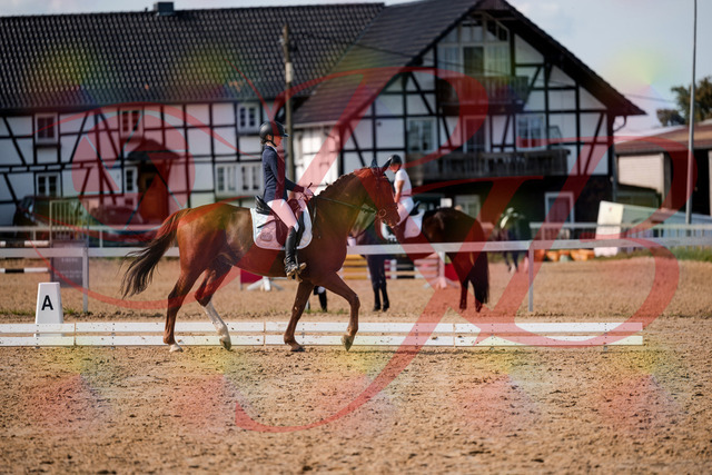 2026_10_03_Siefer-Hof_132902_Z63_90911150 | Professionelle Reitsport-, Turnier- und Eventfotografie von Robert Broda. Galerien mit ausgewählten und bearbeiteten Bildern direkt online ansehen und bestellen.