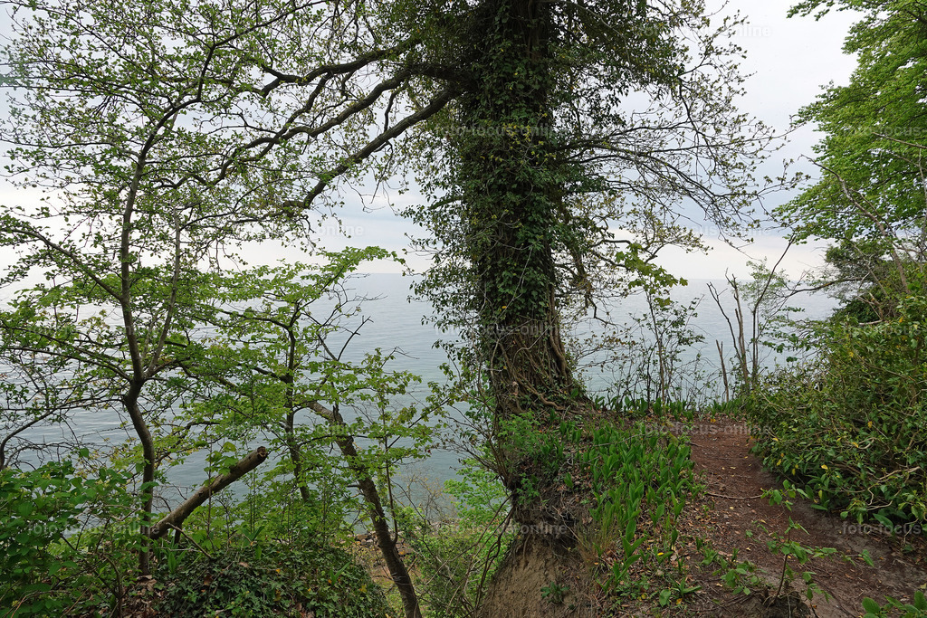 May forest on the coast | May forest on the coast