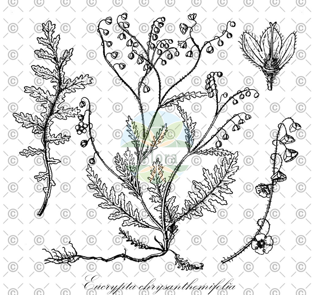 HistAbb_7NZDD_1_ENZY_Simple | Historische Abbildung von Eucrypta chrysanthemifolia - Boraginaceae | Historical Illustration of Eucrypta chrysanthemifolia - Boraginaceae