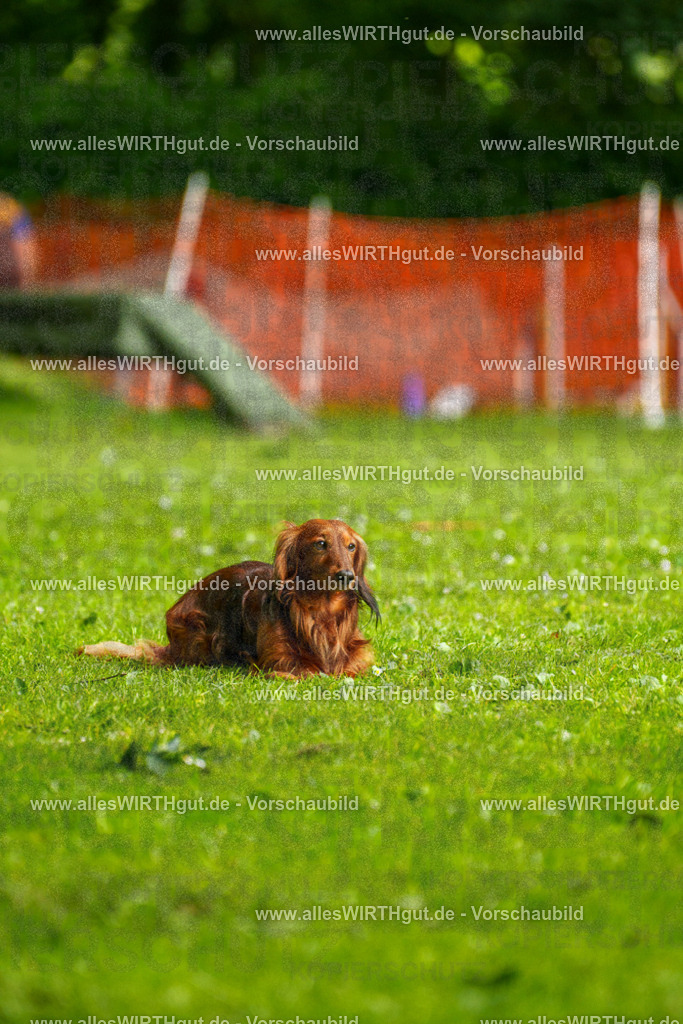 @allesWIRTHgut_Tierfotografie - www.allesWIRTHgut.de - 090801-7R506560 | Professionelle Tierfotografie in Mönchengladbach von Daniel Wirth (allesWIRTHgut). Liebevolle & natürliche Bilder von Hunden & Katzen für unvergessliche Erinnerungen.