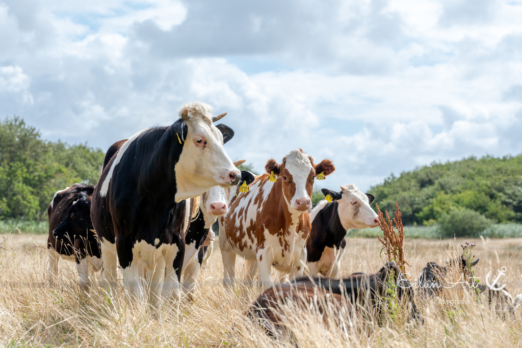 EAF_8769 | Eilun-Art-Fotografie Levke Martens, ihre Fotografin für Immobilien- und Landschaftsfotografie auf Föhr, Föhrer Motive als Poster, Leinwand, hinter Acrylglas oder stelle dir deinen eigenen Monatskalender zusammen, mit nur einem Klick