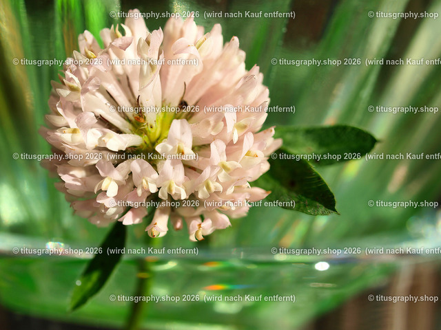 titusgraphy_PB060683-vz-ln | titusgraphy-shop: Geschenkideen mit Qualitätsfotos. titusgraphy-shop: gift ideas with quality photos. titusgraphy-shop: idées cadeaux avec photos de qualité.  - Realisiert mit Pictrs.com