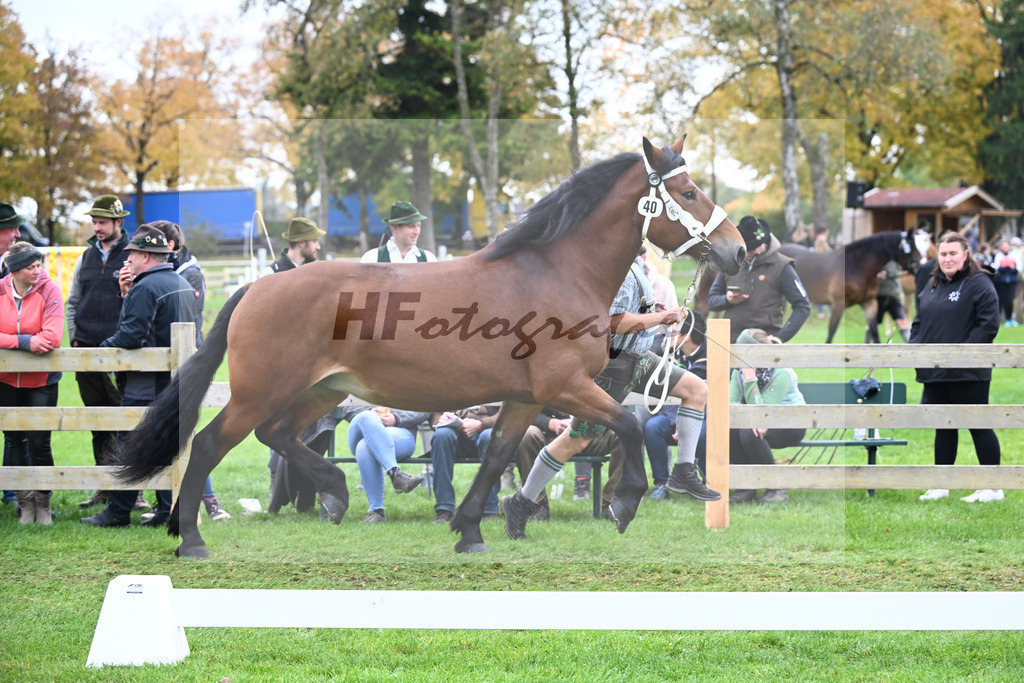 Kat-Nr. 40 Finerl v. Rissbach_Rasshofer_41251020 | hf-fotografie - Realizzato con Pictrs.com