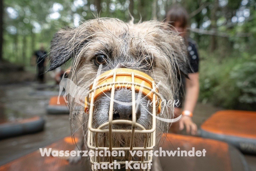 1211_ZZ97627T | kk-dogfotos